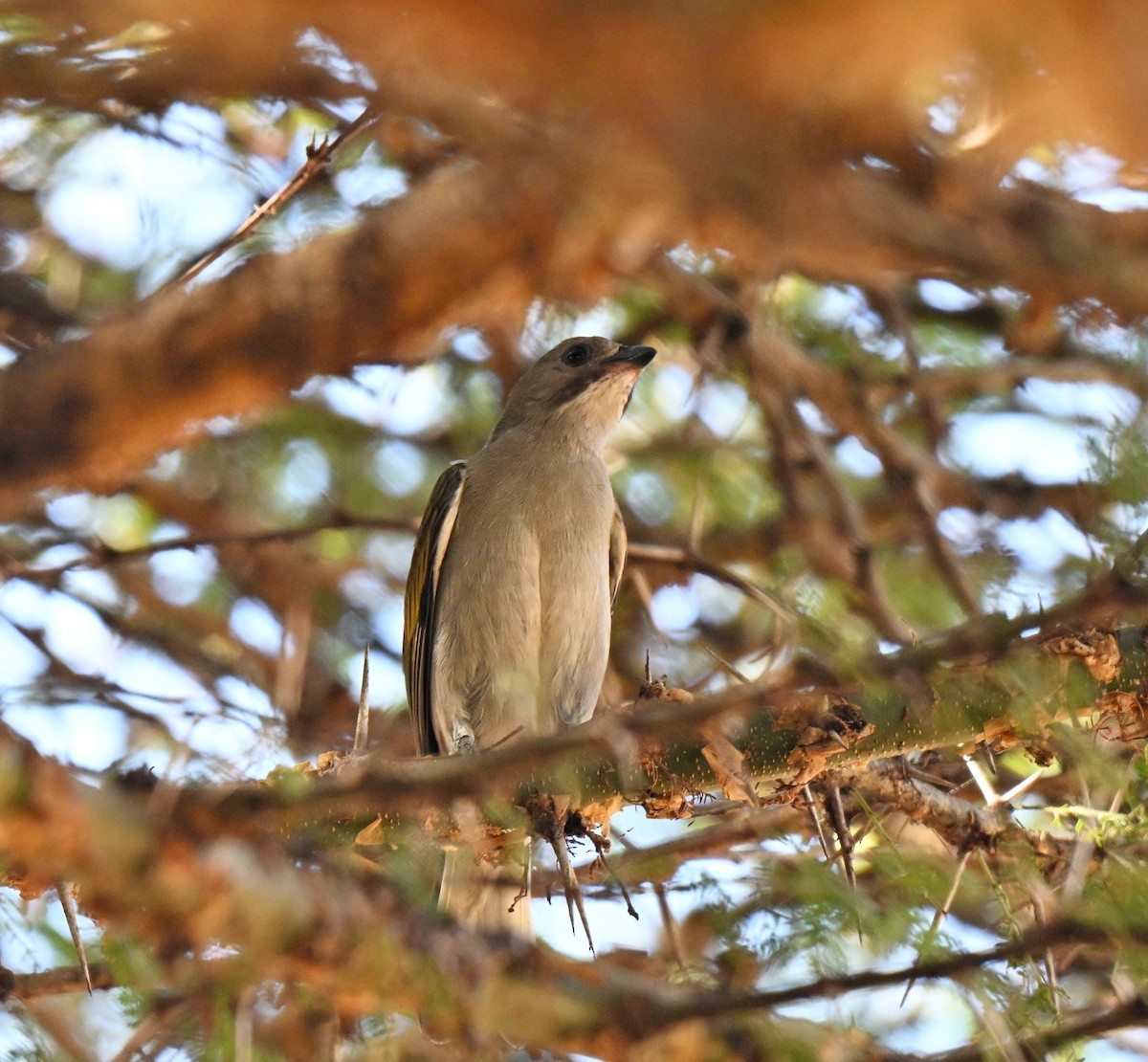 Lesser Honeyguide - ML640854608
