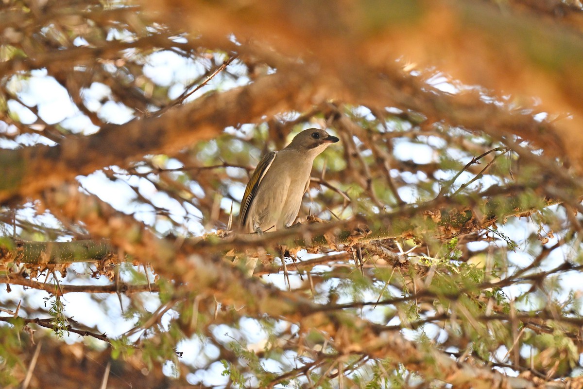 Lesser Honeyguide - ML640854609