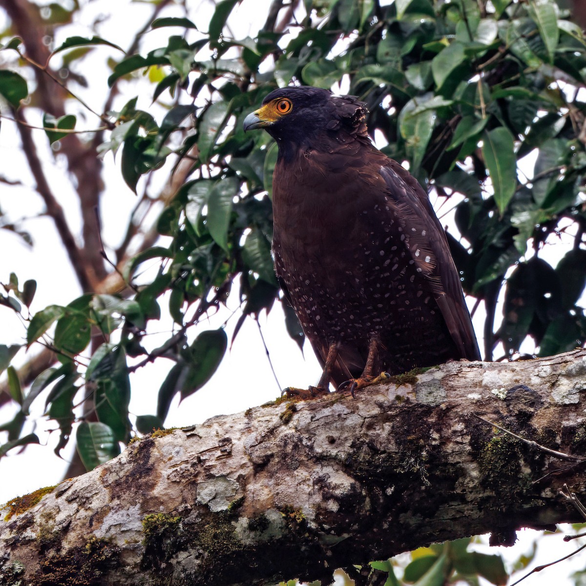 Mountain Serpent-Eagle - ML640854633