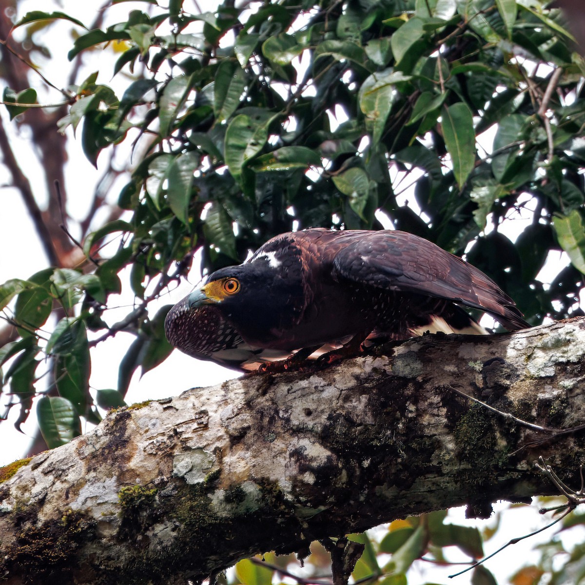 Mountain Serpent-Eagle - ML640854634