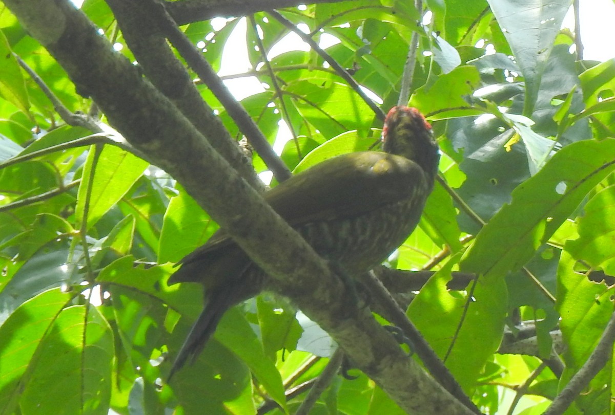 Lesser Yellownape (Indian) - ML640854694