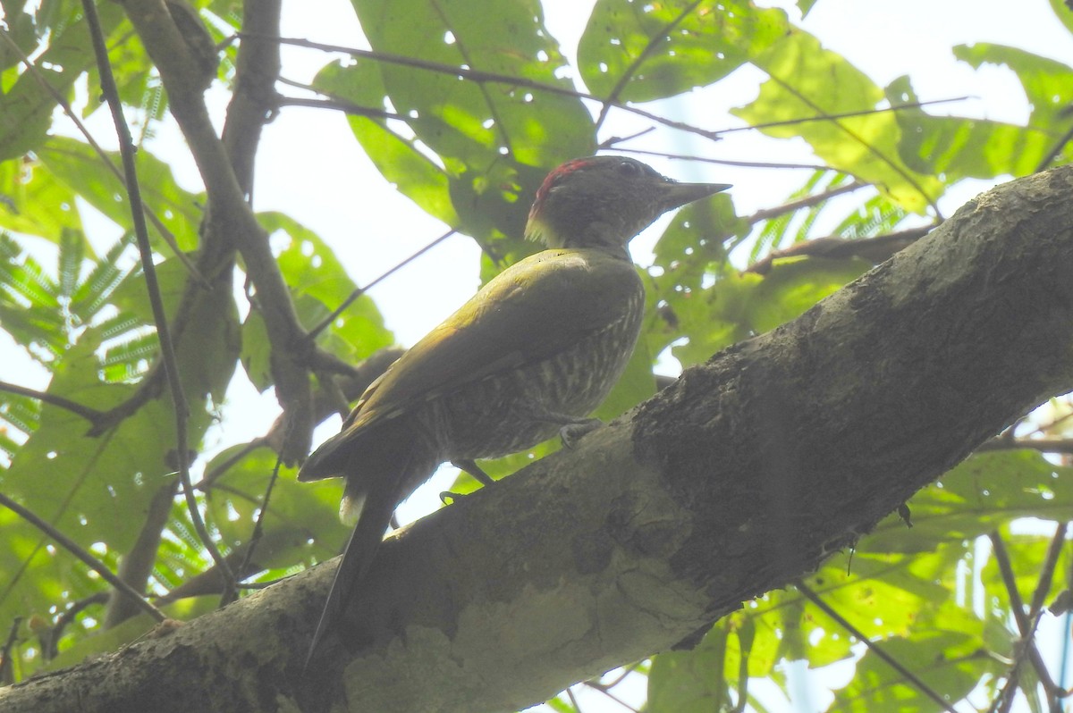Lesser Yellownape (Indian) - ML640854695