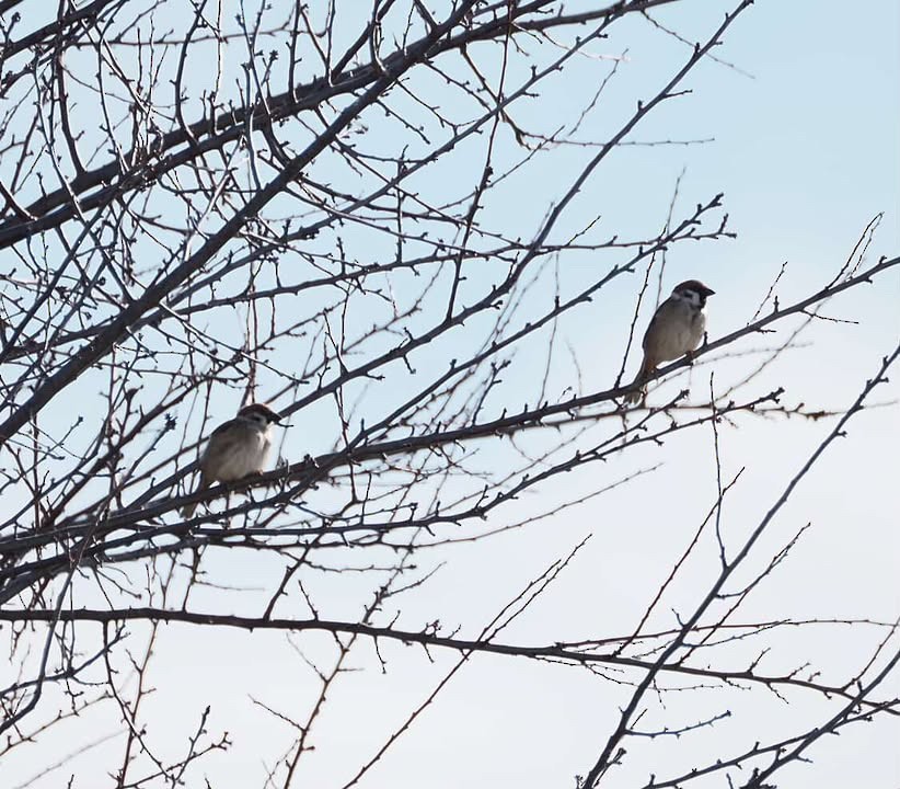 Eurasian Tree Sparrow - ML640854711