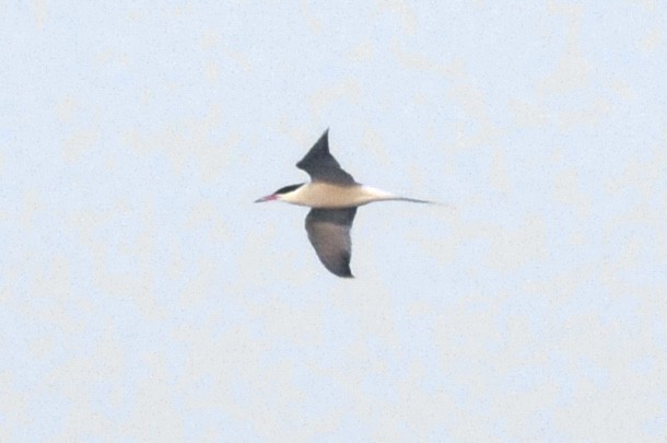 Caspian Tern - ML640854718
