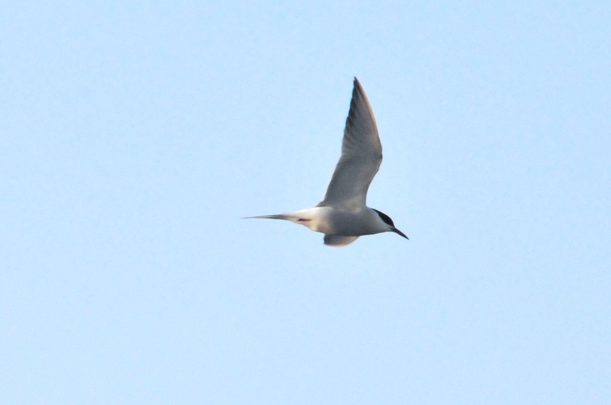 Common Tern - ML640854721