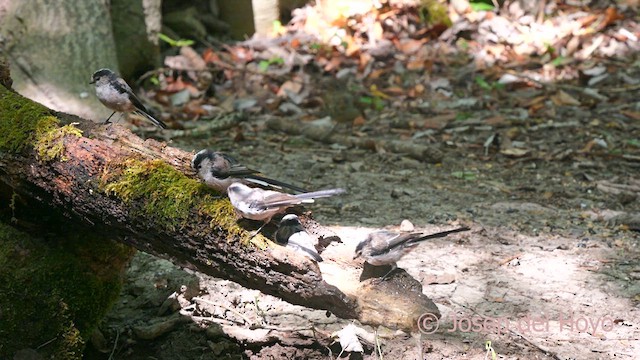 Long-tailed Tit (europaeus Group) - ML640854726