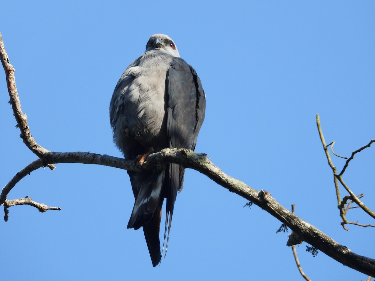 Plumbeous Kite - ML640854730
