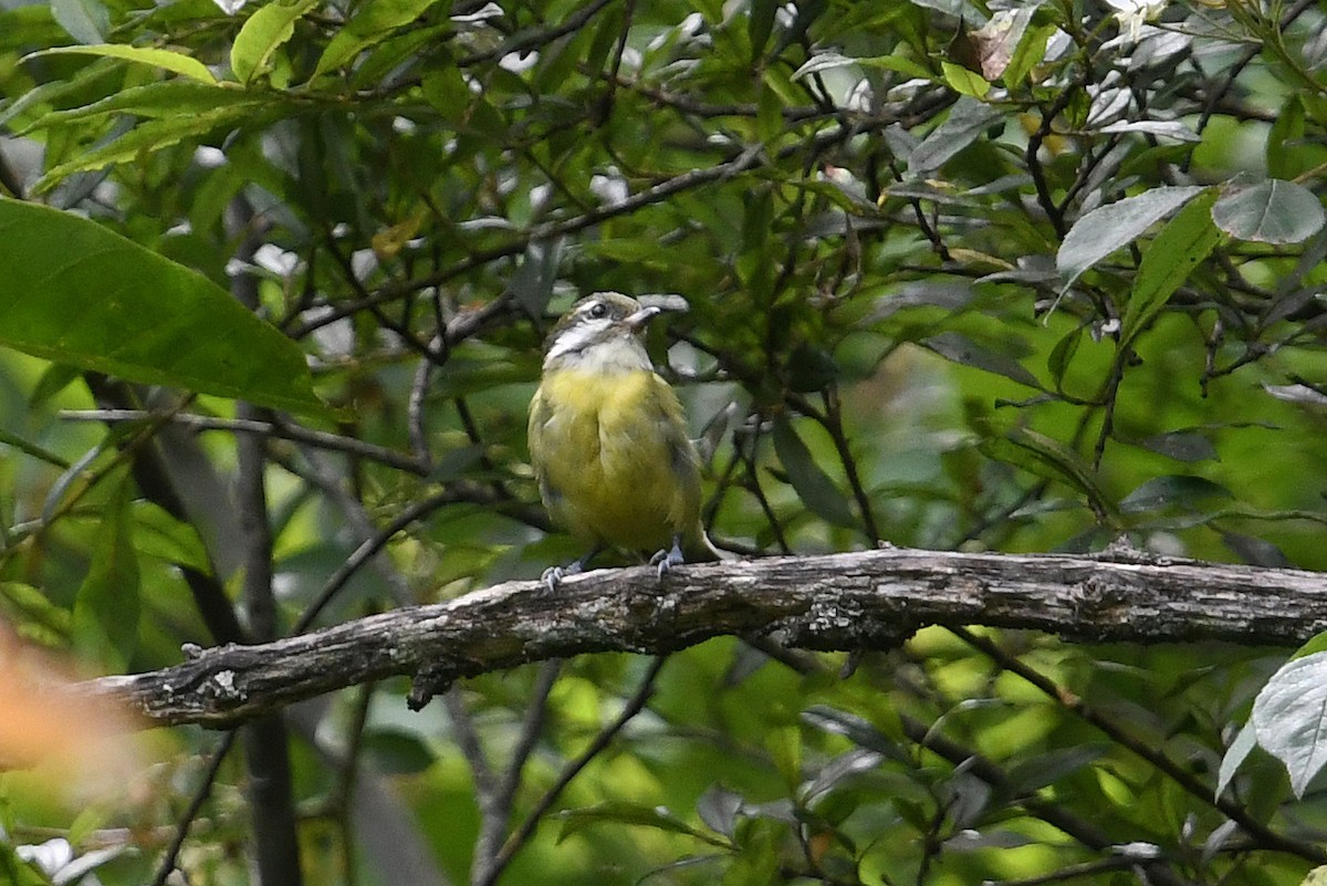 Yellow-bellied Tit - ML640854734