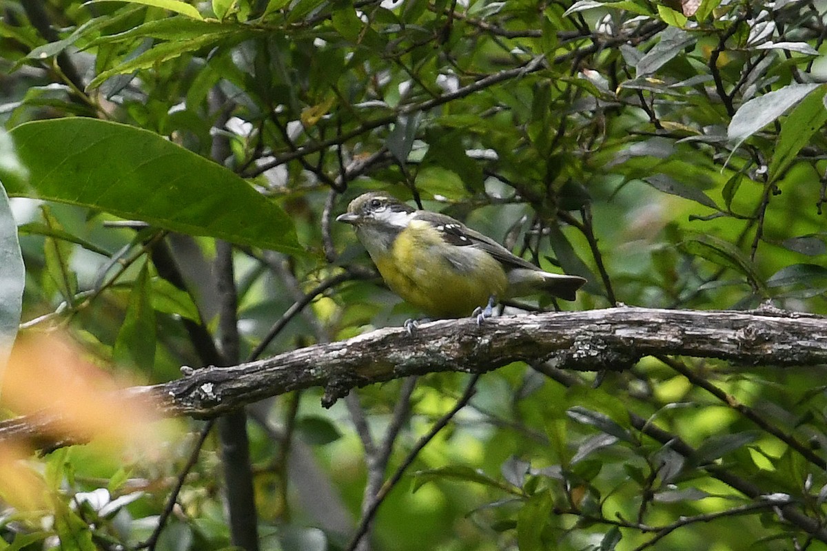 Yellow-bellied Tit - ML640854738