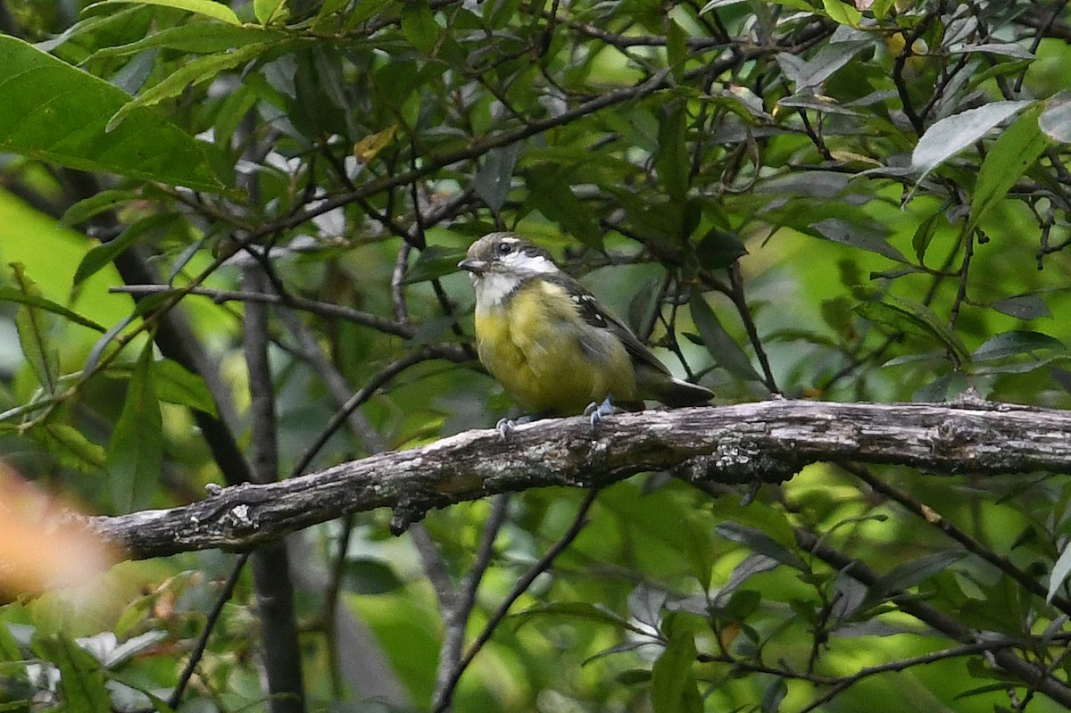 Yellow-bellied Tit - ML640854739