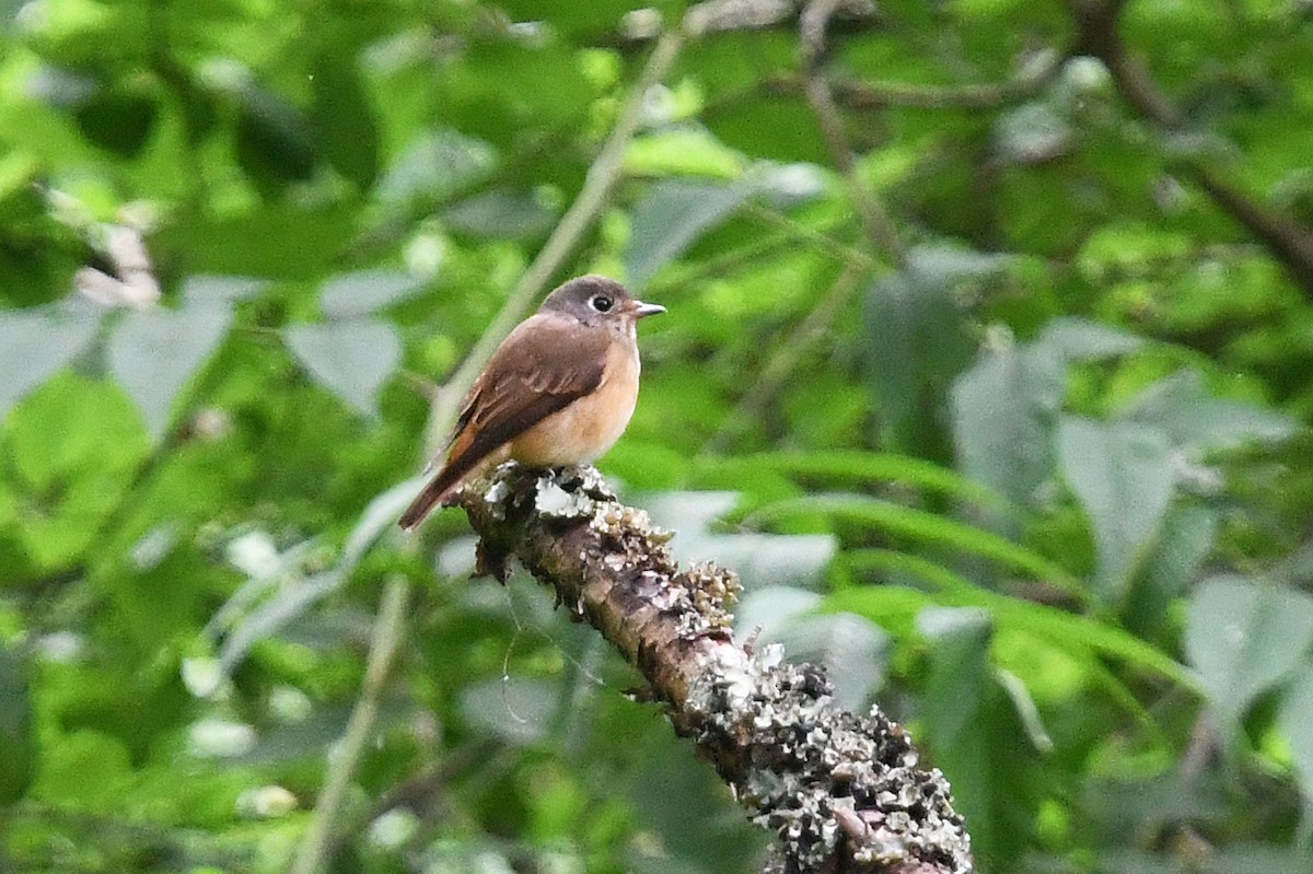 Ferruginous Flycatcher - ML640854747