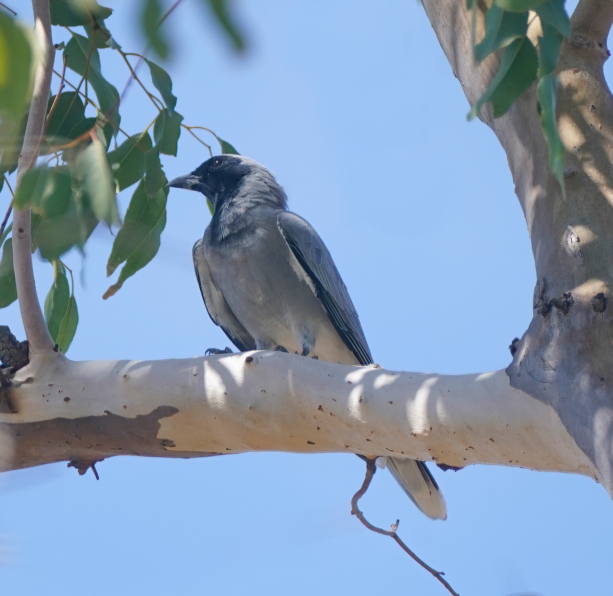 Black-faced Cuckooshrike - ML640854748