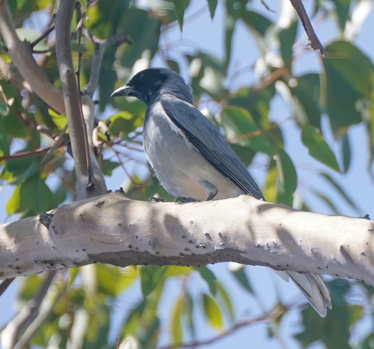 Black-faced Cuckooshrike - ML640854749