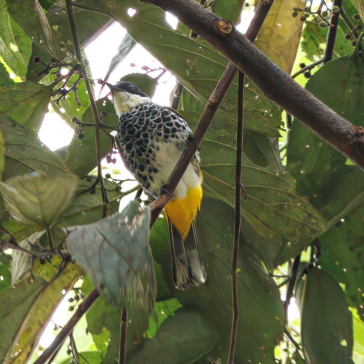 Scaly-breasted Bulbul - ML640854761
