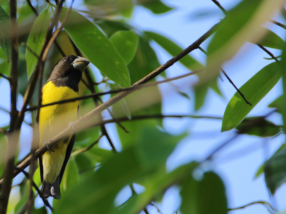 Spot-winged Grosbeak - ML640854786
