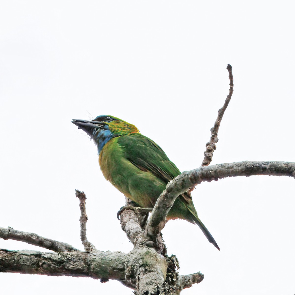Golden-naped Barbet - ML640854870