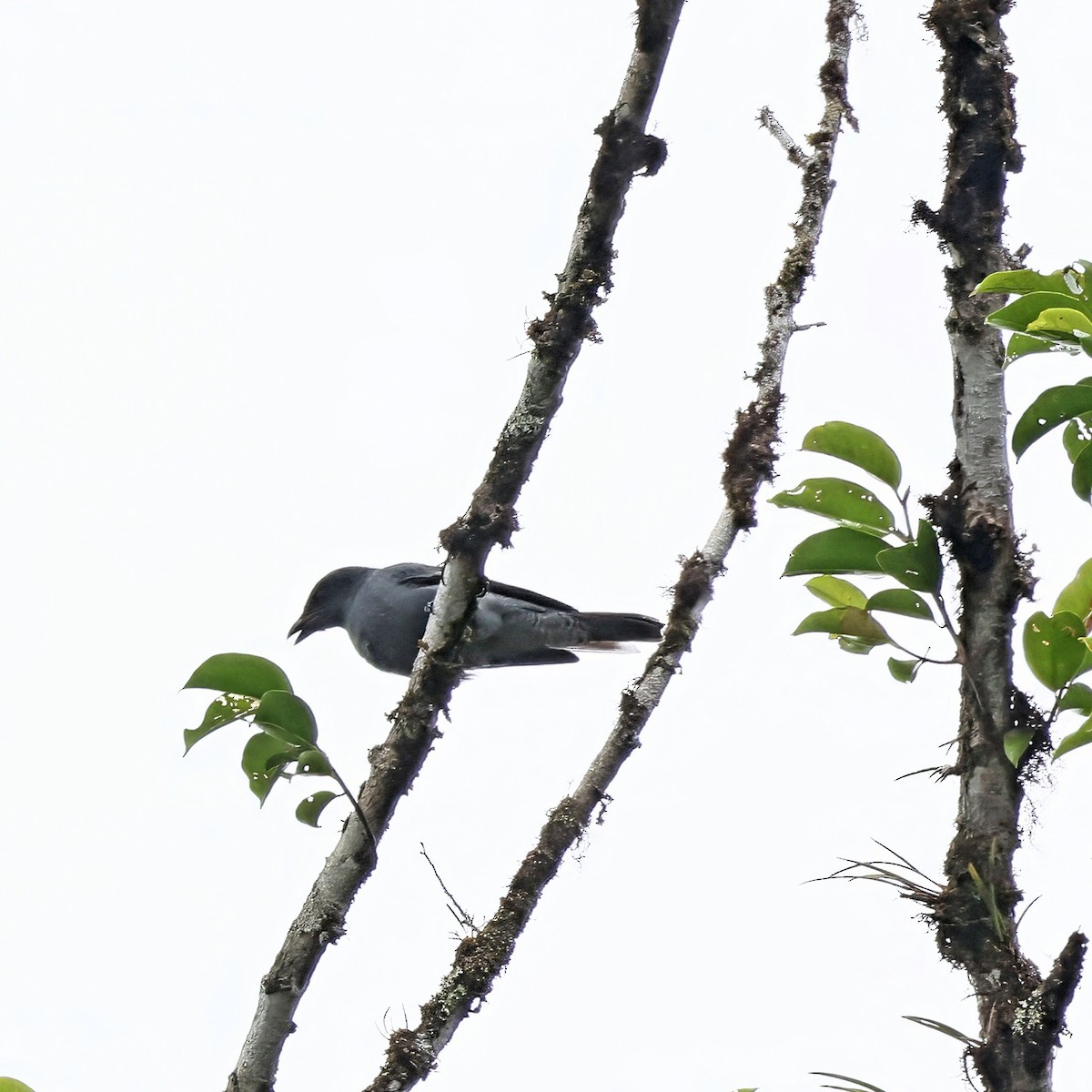 Sunda Cuckooshrike - ML640854872