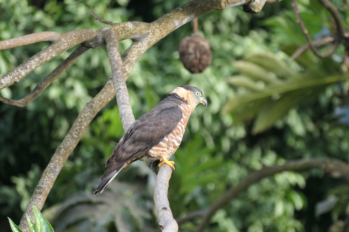 Hook-billed Kite (Grenada) - ML640854885