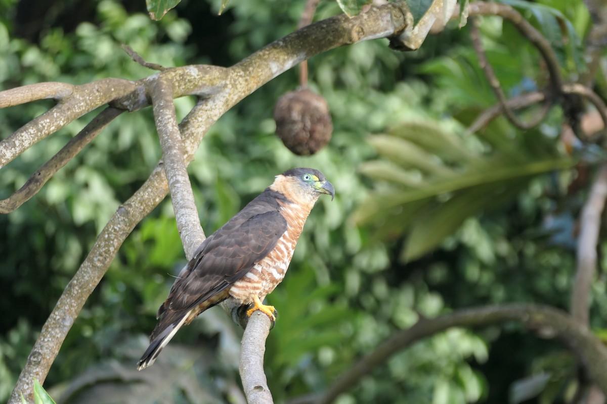Hook-billed Kite (Grenada) - ML640854886