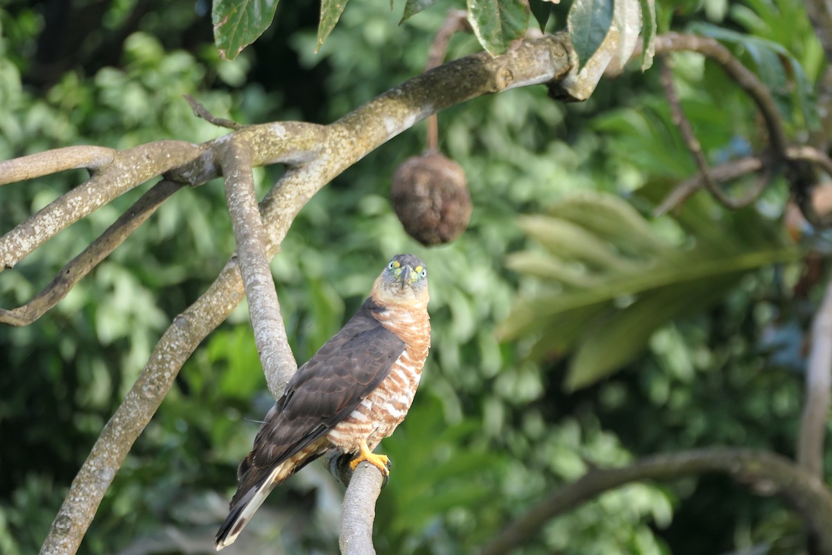 Hook-billed Kite (Grenada) - ML640854887