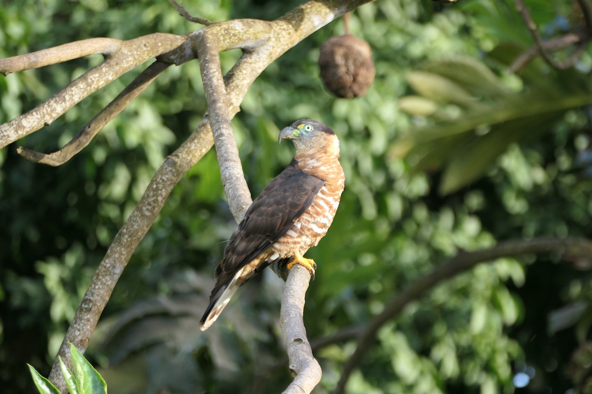 Hook-billed Kite (Grenada) - ML640854888