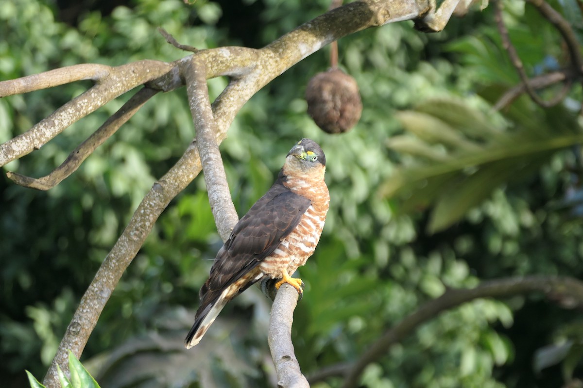 Hook-billed Kite (Grenada) - ML640854889