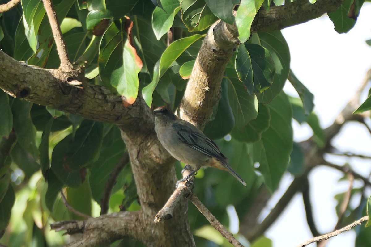 Lesser Antillean Tanager (Grenada) - ML640854893