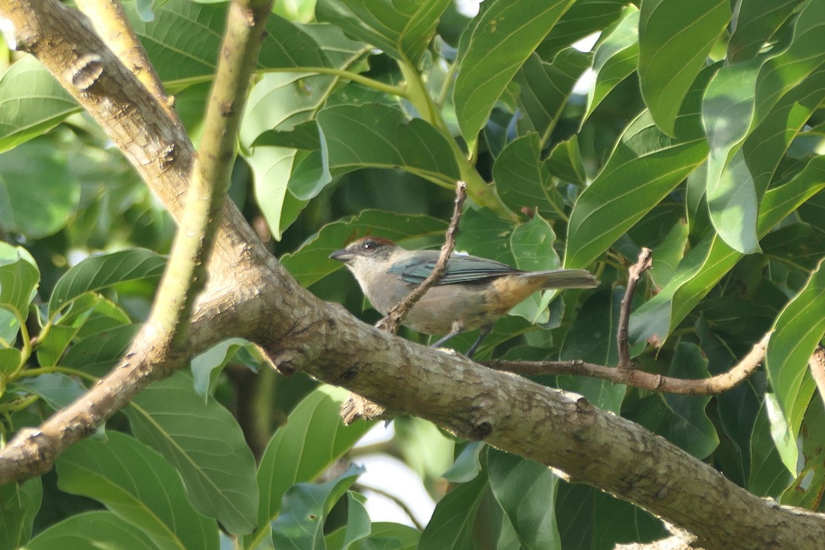 Lesser Antillean Tanager (Grenada) - ML640854894