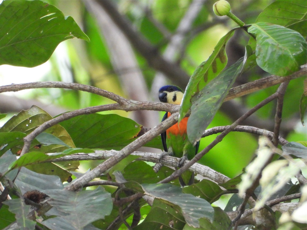 Blue-fronted Fig-Parrot - ML640854927