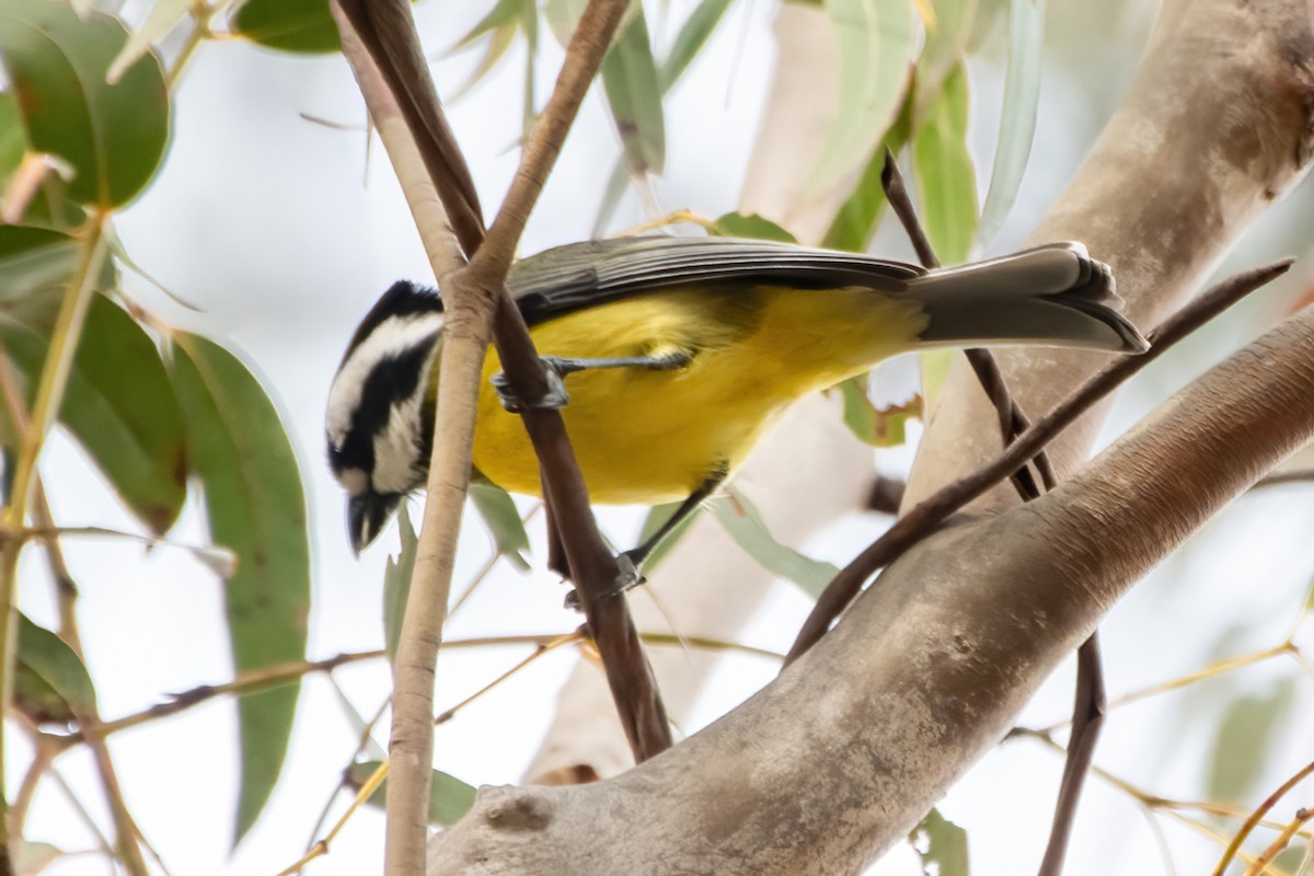 Eastern Shrike-tit - ML640854938