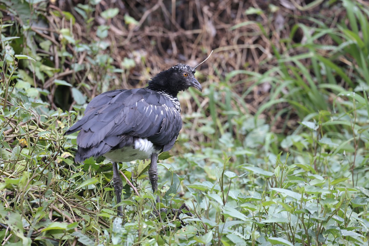 Horned Screamer - ML640854999