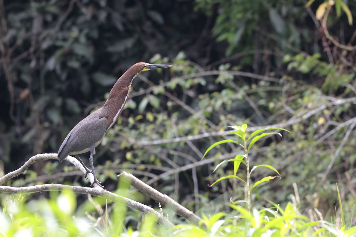 Rufescent Tiger-Heron - ML640855004