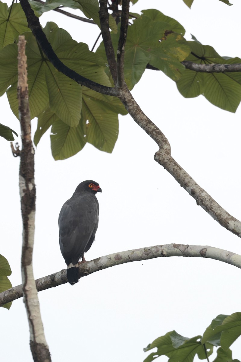 Slate-colored Hawk - ML640855007