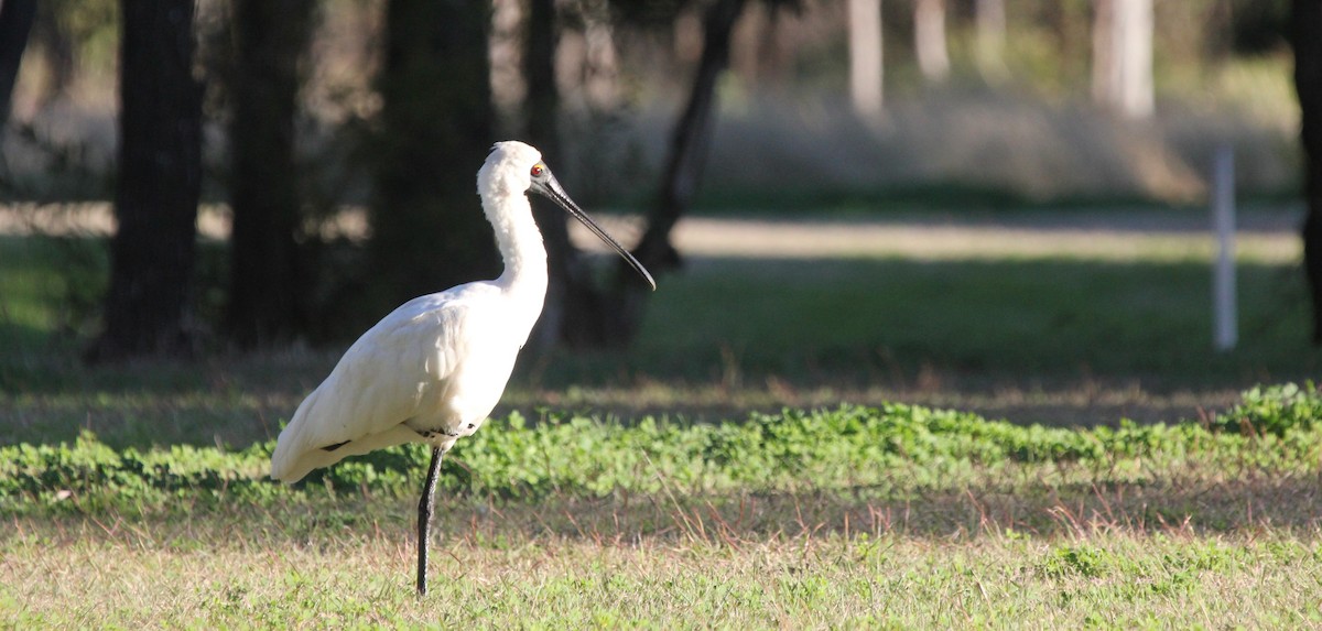 Royal Spoonbill - ML640855012