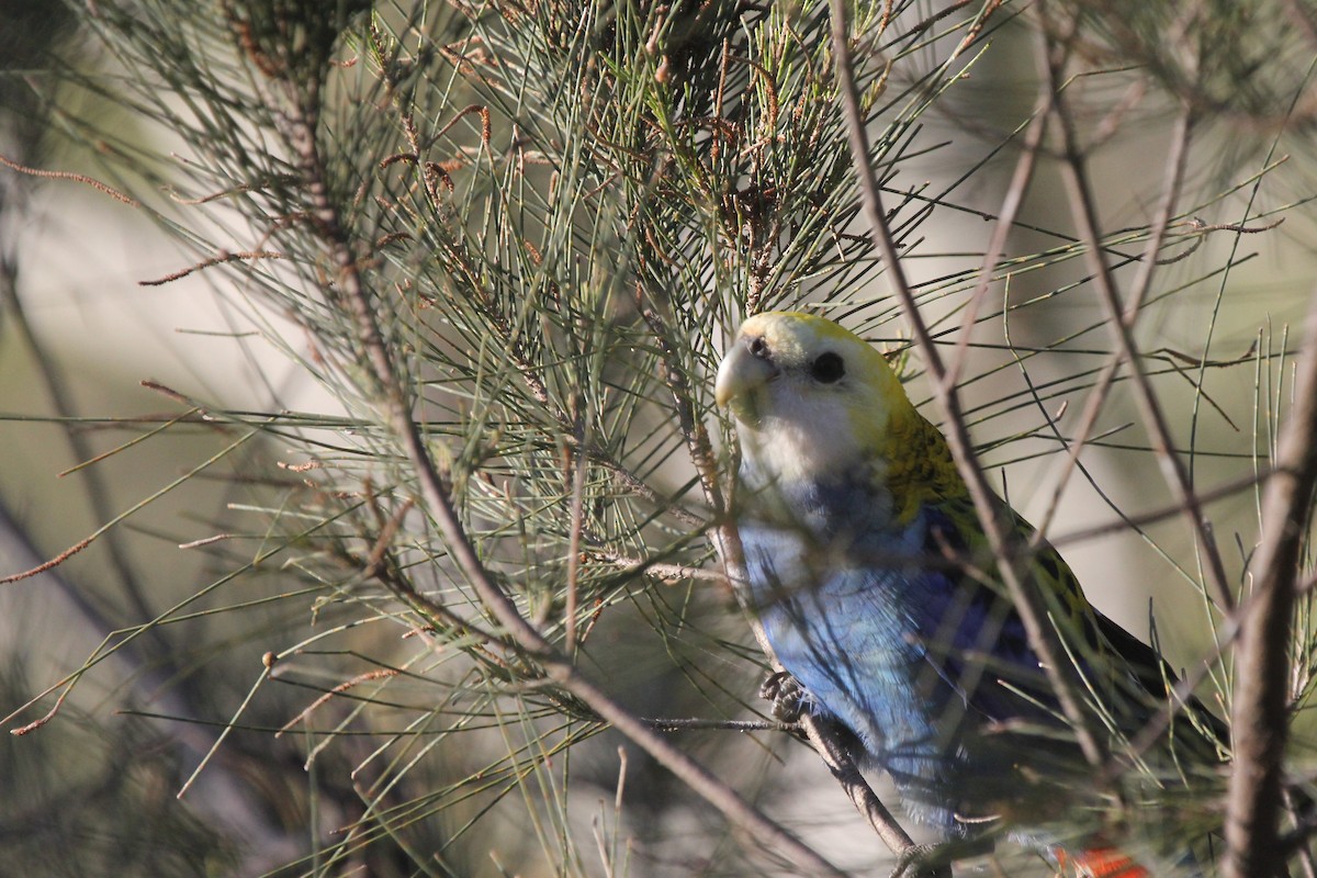 Pale-headed Rosella - ML640855021