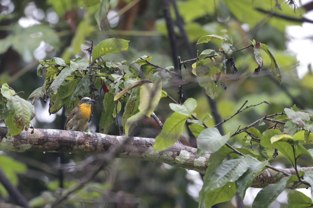 Scarlet-crowned Barbet - ML640855022