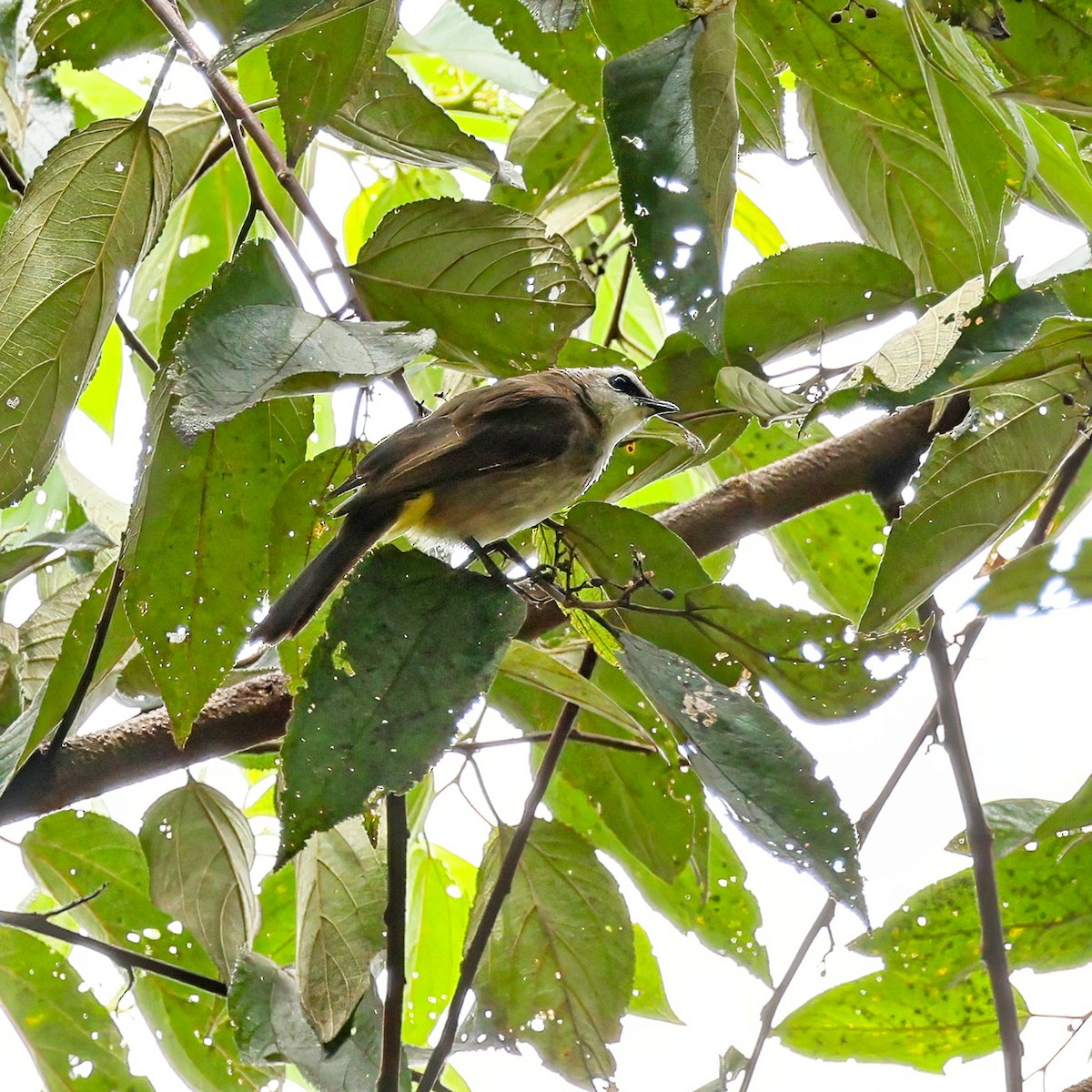Yellow-vented Bulbul (Sunda) - ML640855035