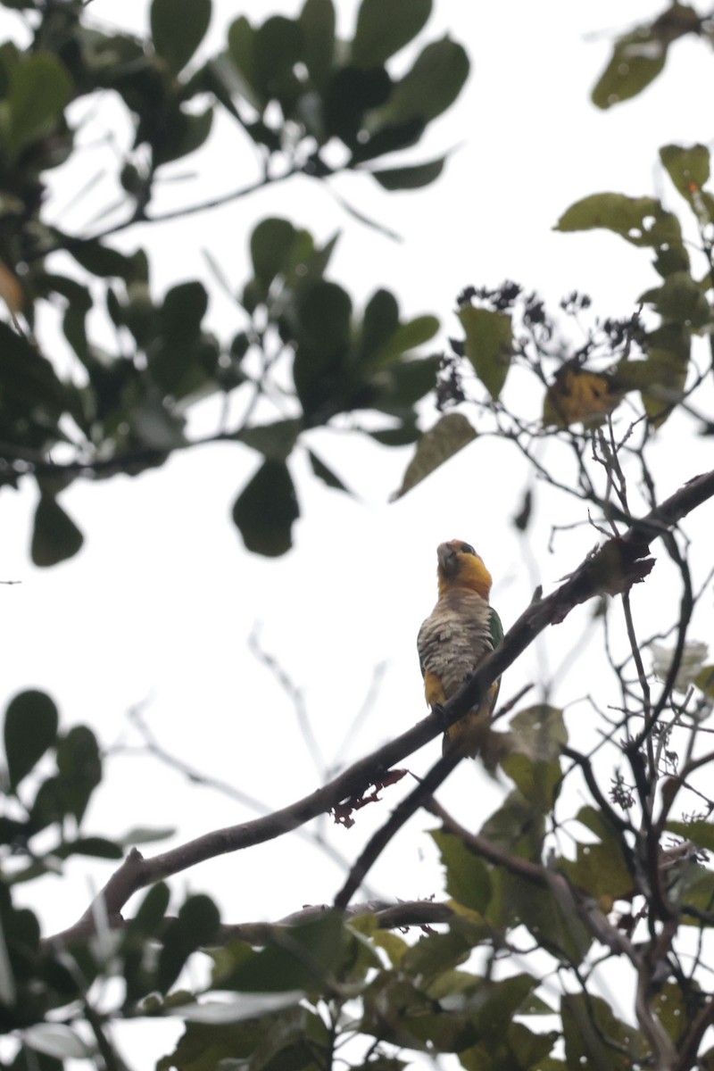 White-bellied Parrot - ML640855044