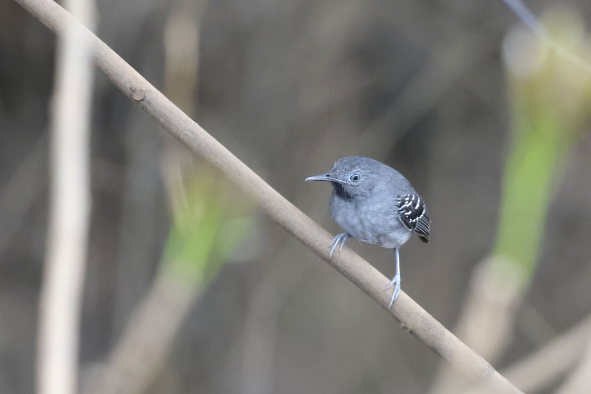 Band-tailed Antbird - ML640855060