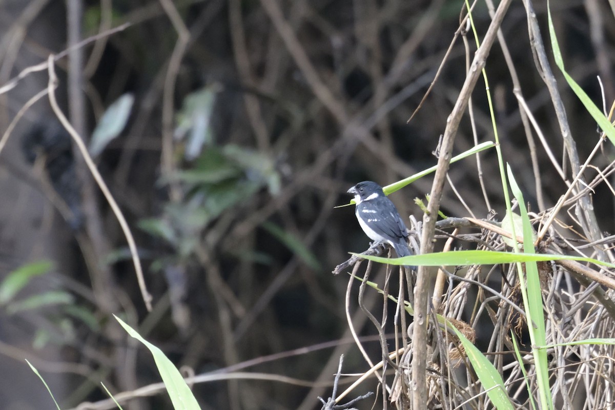 Wing-barred Seedeater (Caqueta) - ML640855066