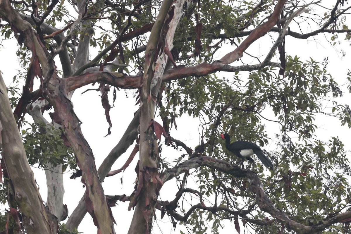 Wattled Curassow - ML640855068