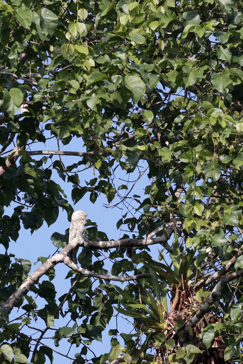 Great Potoo - ML640855080