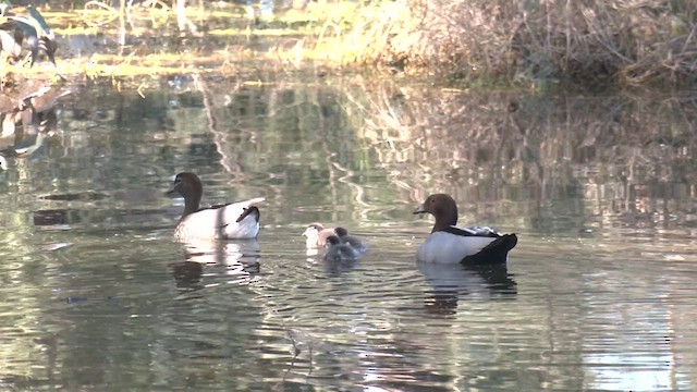 Maned Duck - ML640855082