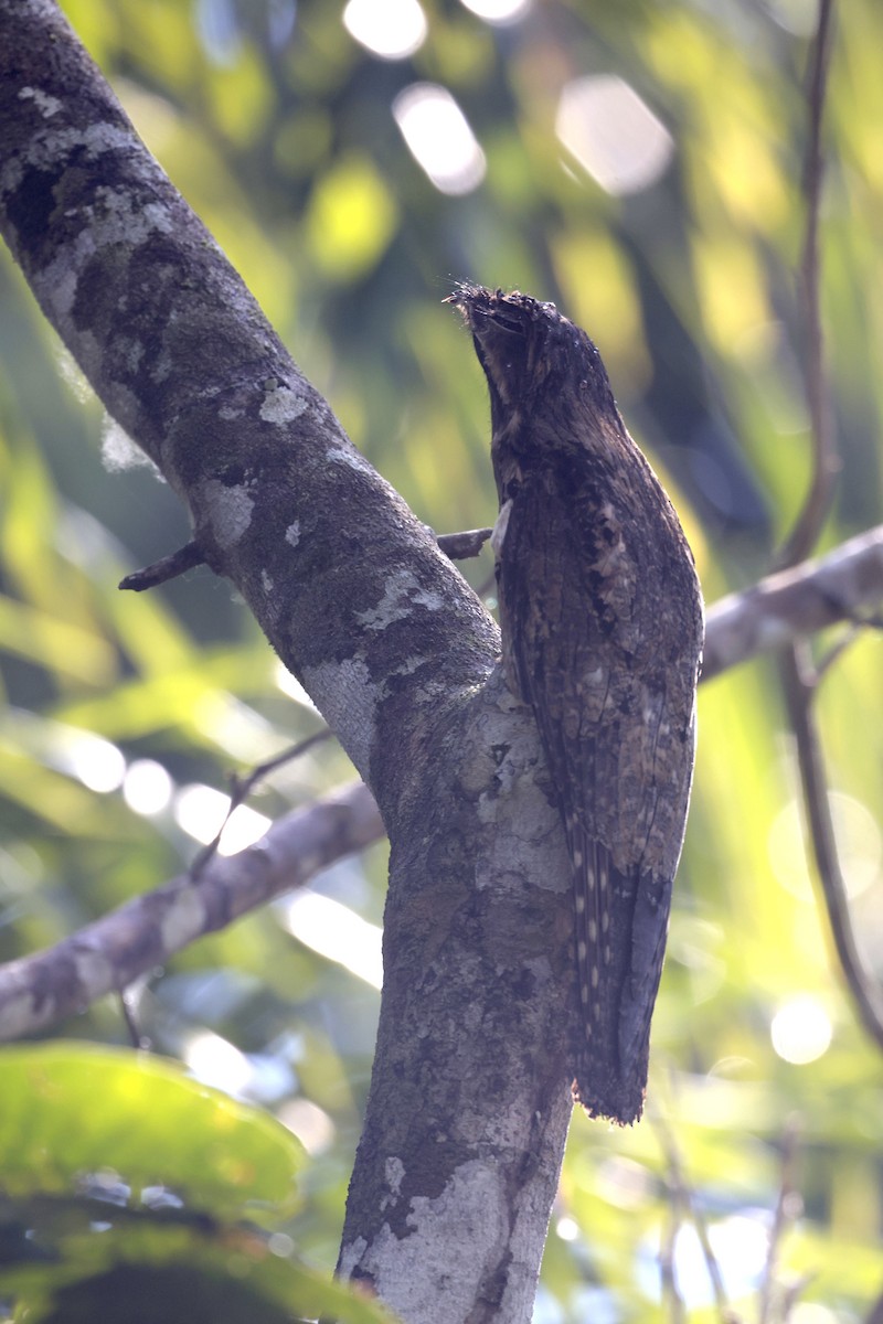 Common Potoo - ML640855083