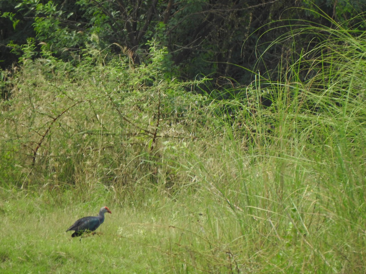 Pollo sultano testagrigia - ML640855109
