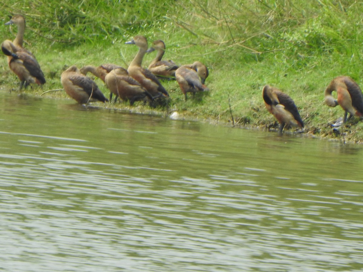 Lesser Whistling-Duck - ML640855120