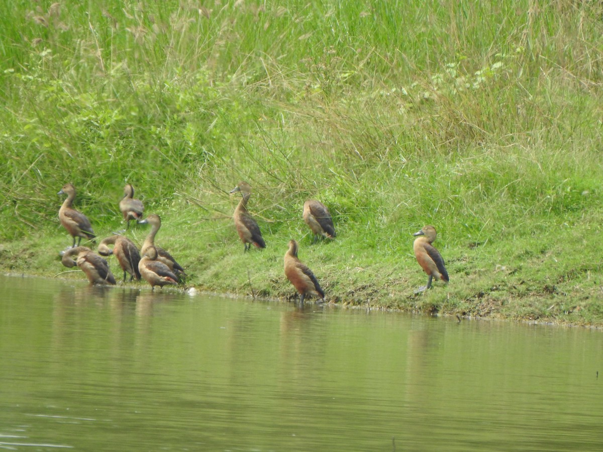 Lesser Whistling-Duck - ML640855124