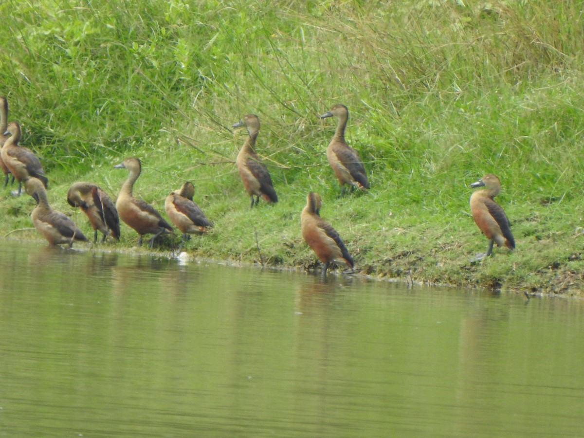 Lesser Whistling-Duck - ML640855125