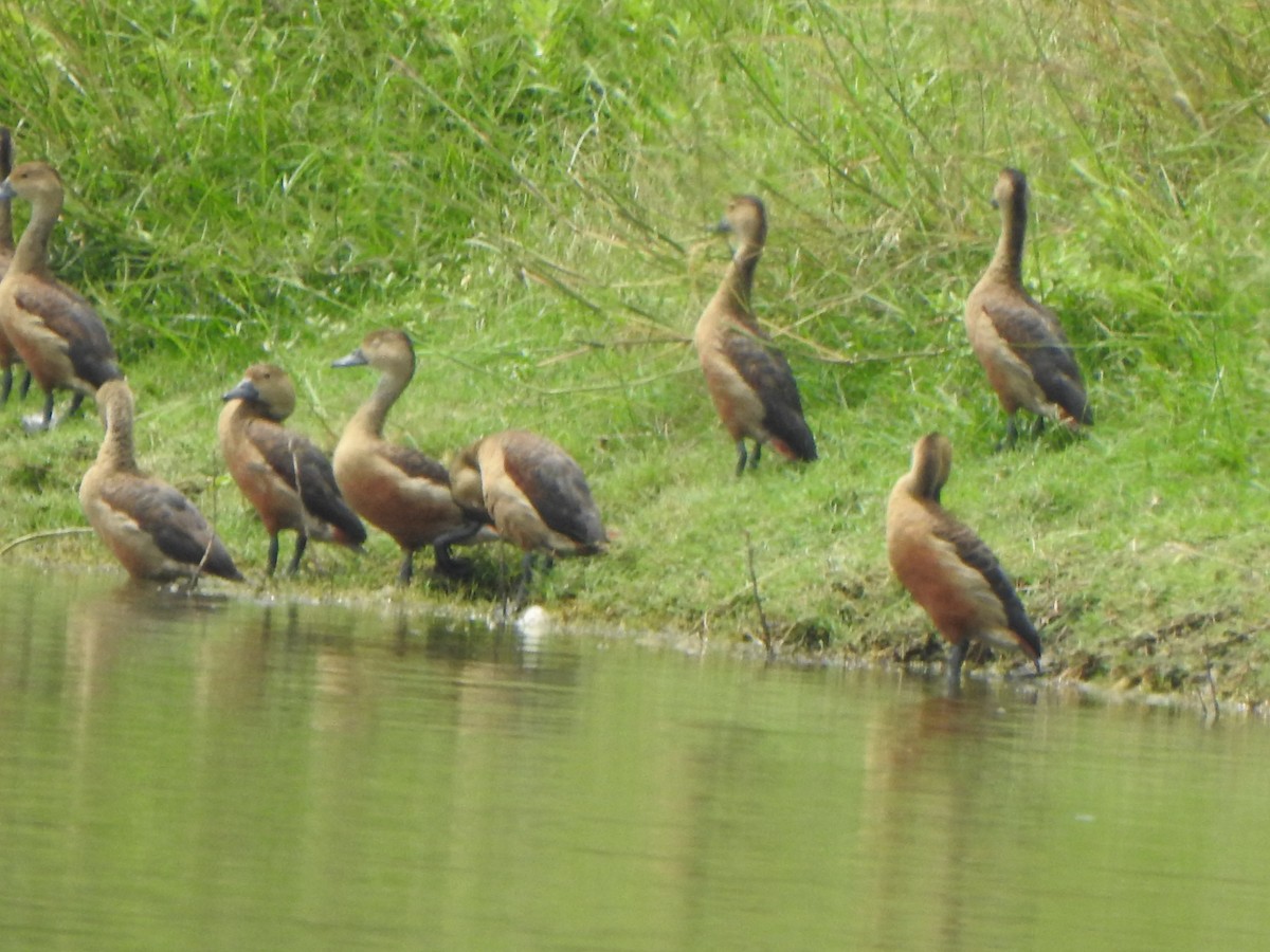 Lesser Whistling-Duck - ML640855131