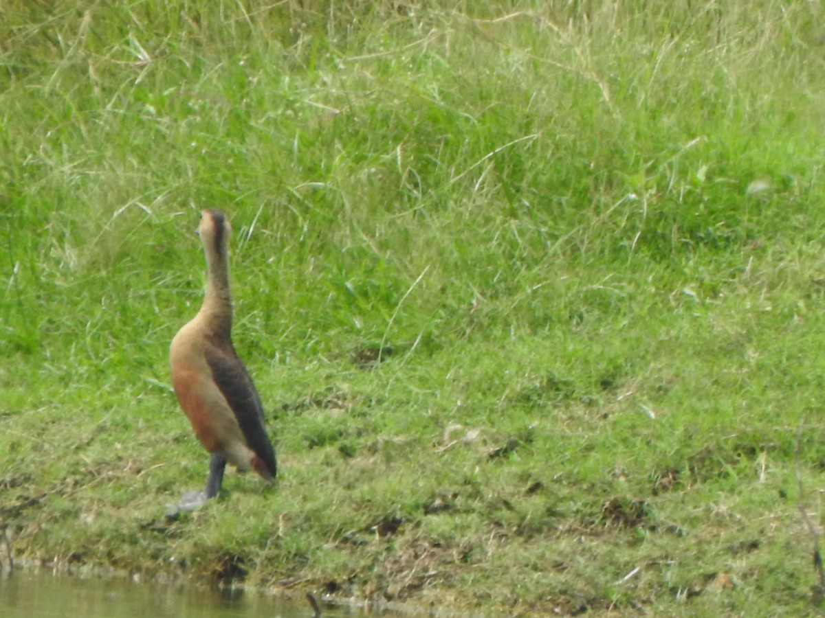 Lesser Whistling-Duck - ML640855135